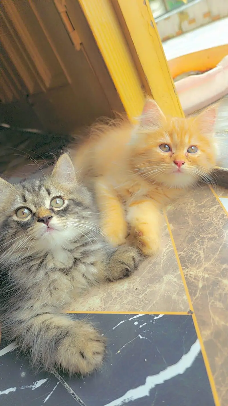 3 persian kittens for Sale black male and 2 female . 9500 per Kitten — photo 5