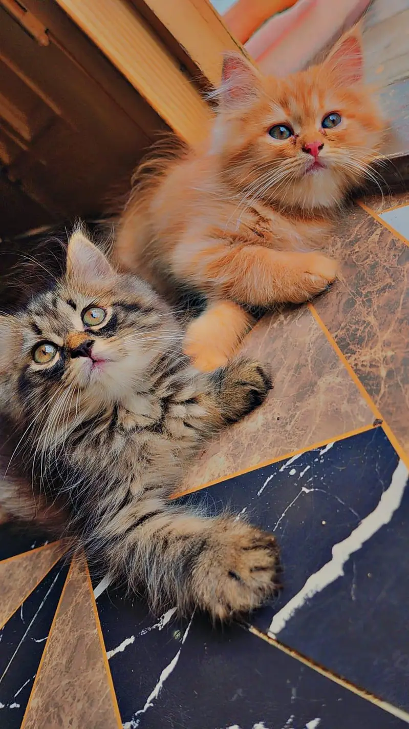 3 persian kittens for Sale black male and 2 female . 9500 per Kitten — photo 6