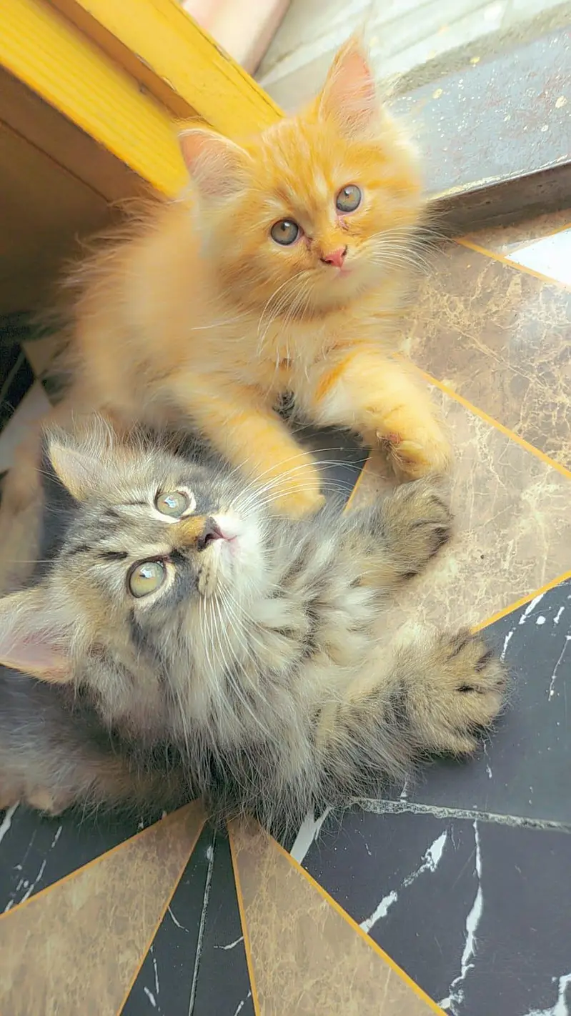 3 persian kittens for Sale black male and 2 female . 9500 per Kitten — photo 7