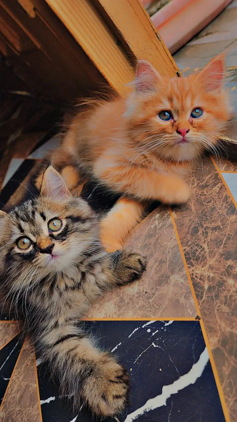 3 persian kittens for Sale black male and 2 female . 9500 per Kitten — photo 8