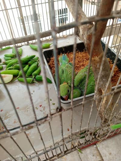 chicks green neck