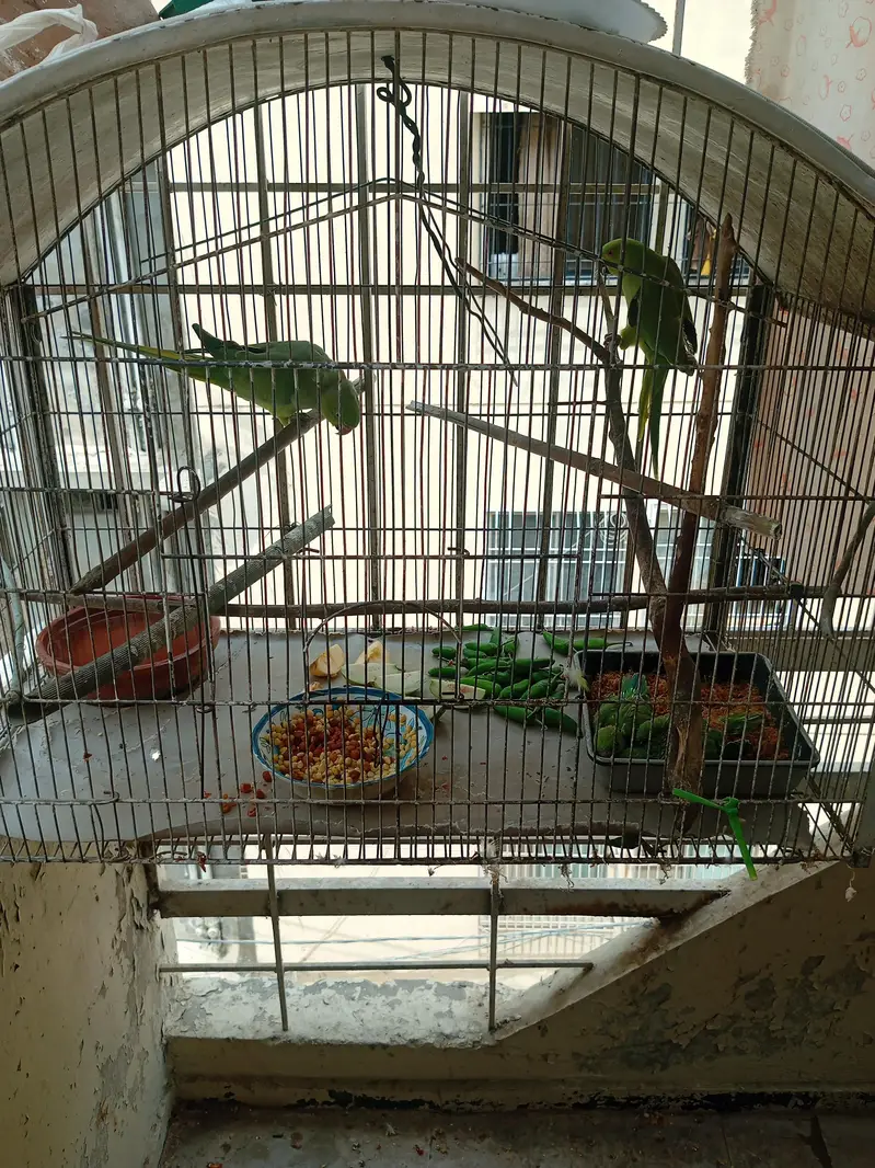 chicks green neck — photo 2