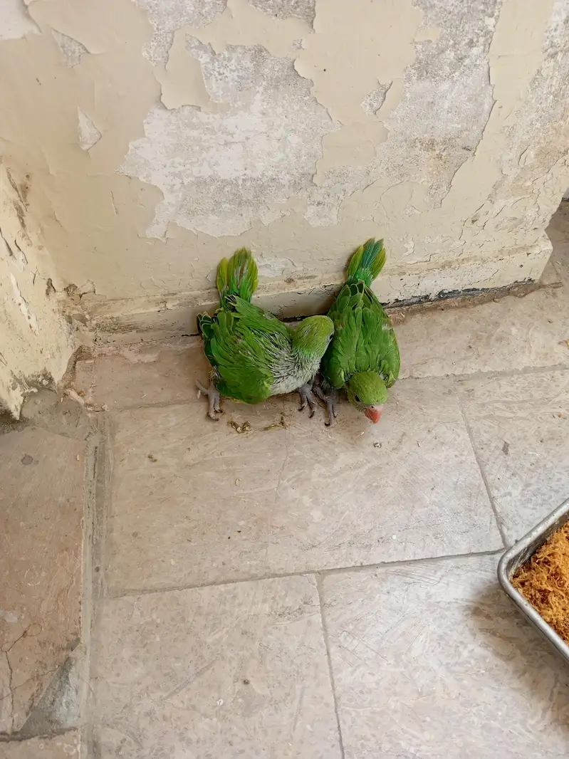 chicks green neck — photo 3