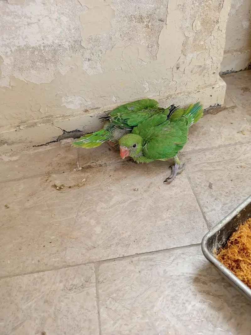 chicks green neck — photo 4