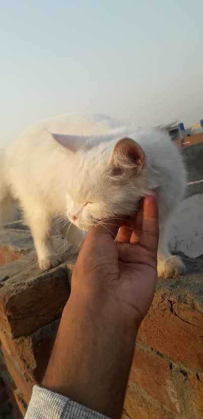 female persion kitten