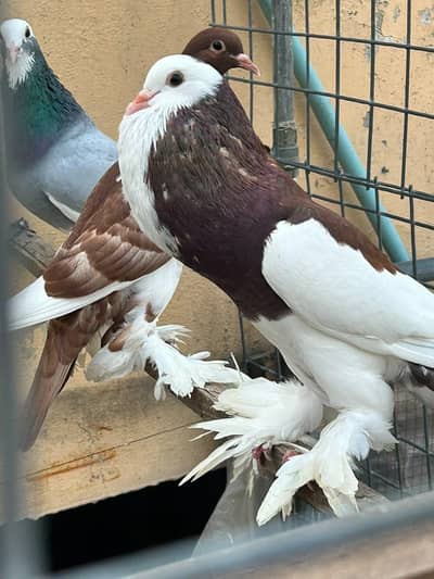pouter pegion   غبارے کبوتر