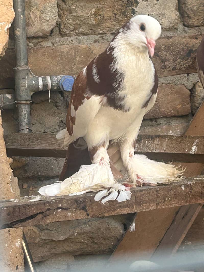 pouter pegion   غبارے کبوتر 1