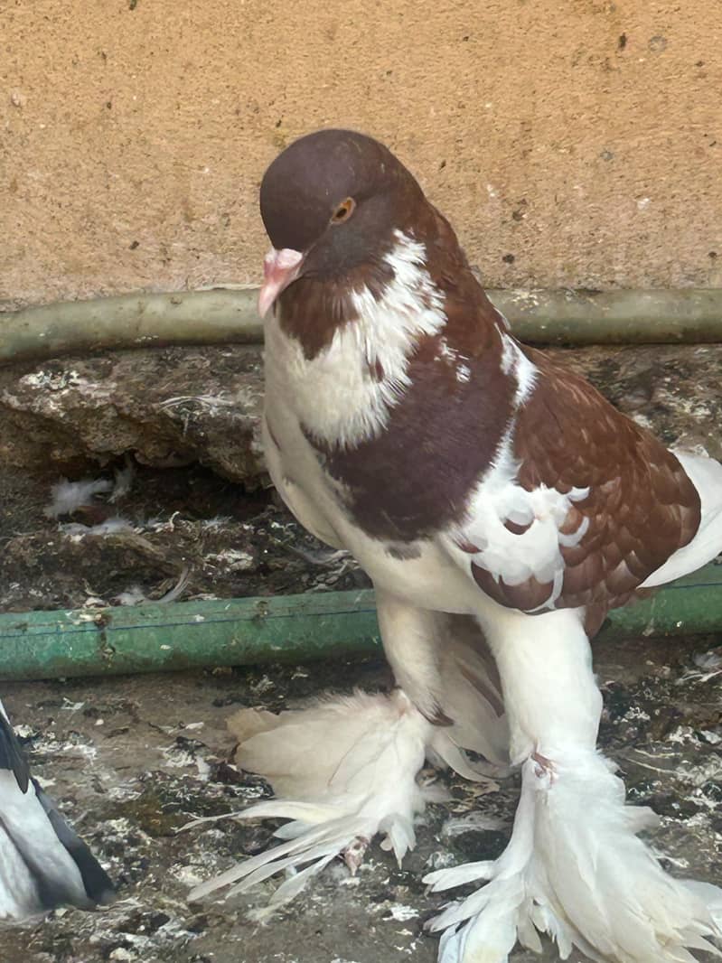 pouter pegion   غبارے کبوتر 2