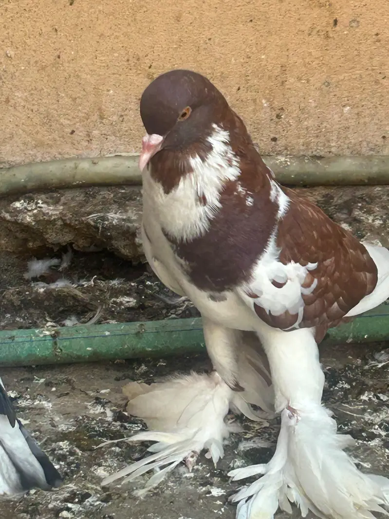 pouter pegion   غبارے کبوتر — photo 3