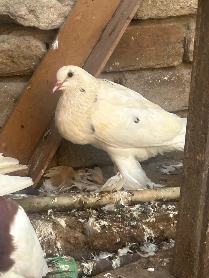 pouter pegion   غبارے کبوتر — photo 4