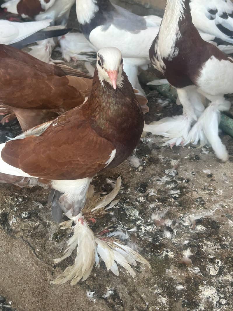 pouter pegion   غبارے کبوتر 4