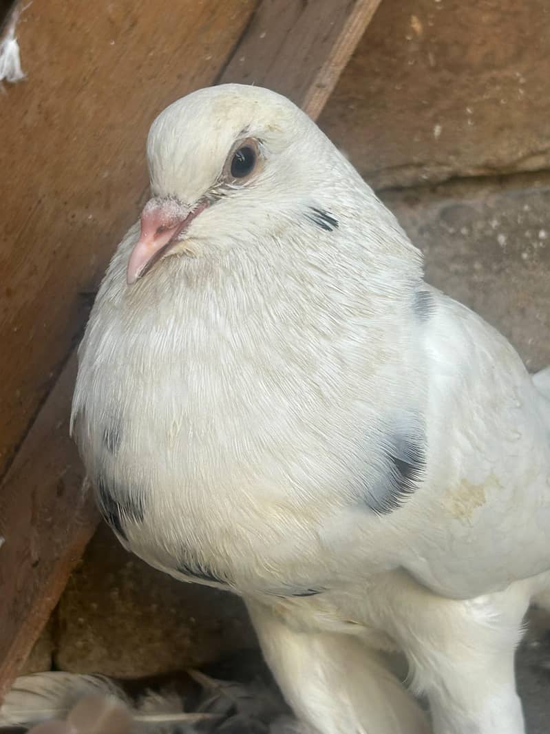 pouter pegion   غبارے کبوتر 5