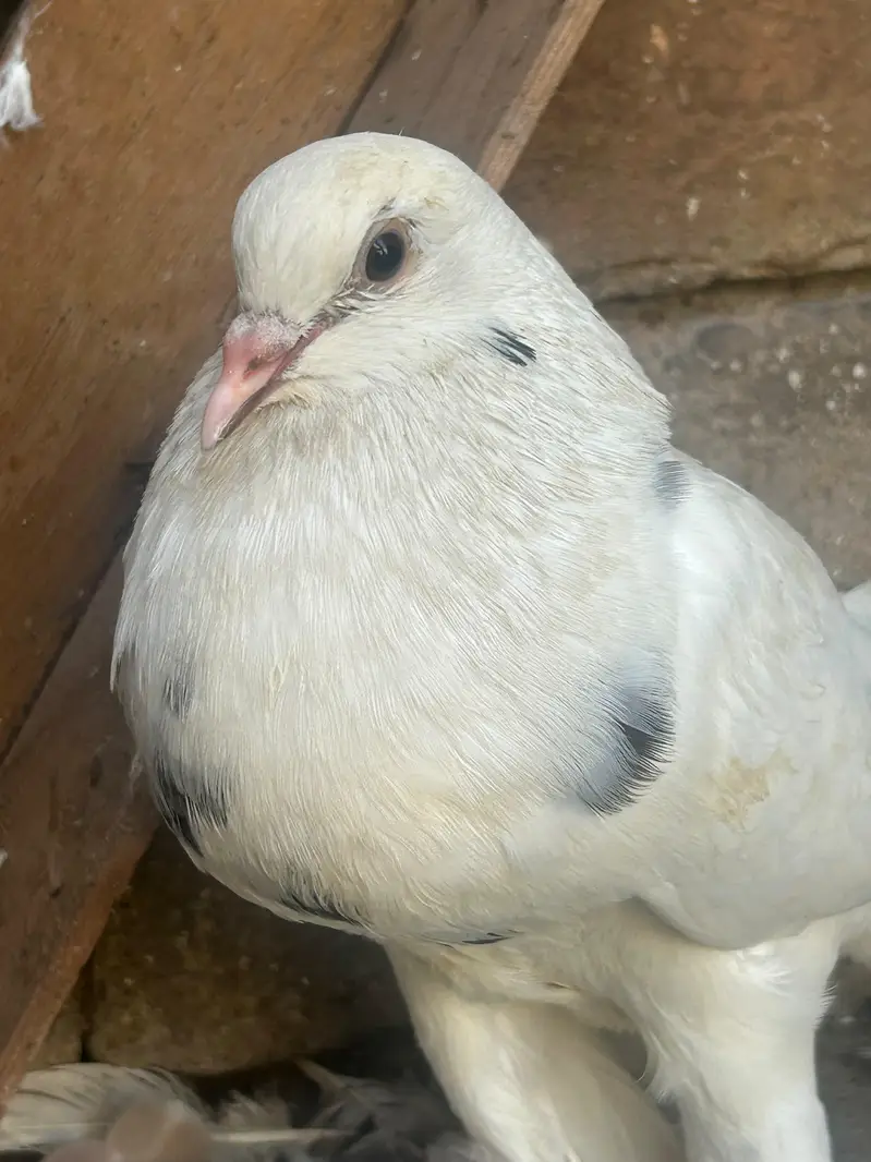 pouter pegion   غبارے کبوتر — photo 6