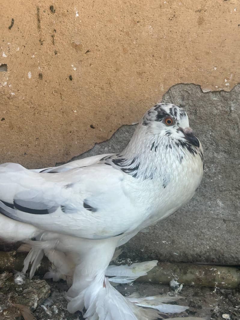 pouter pegion   غبارے کبوتر 6