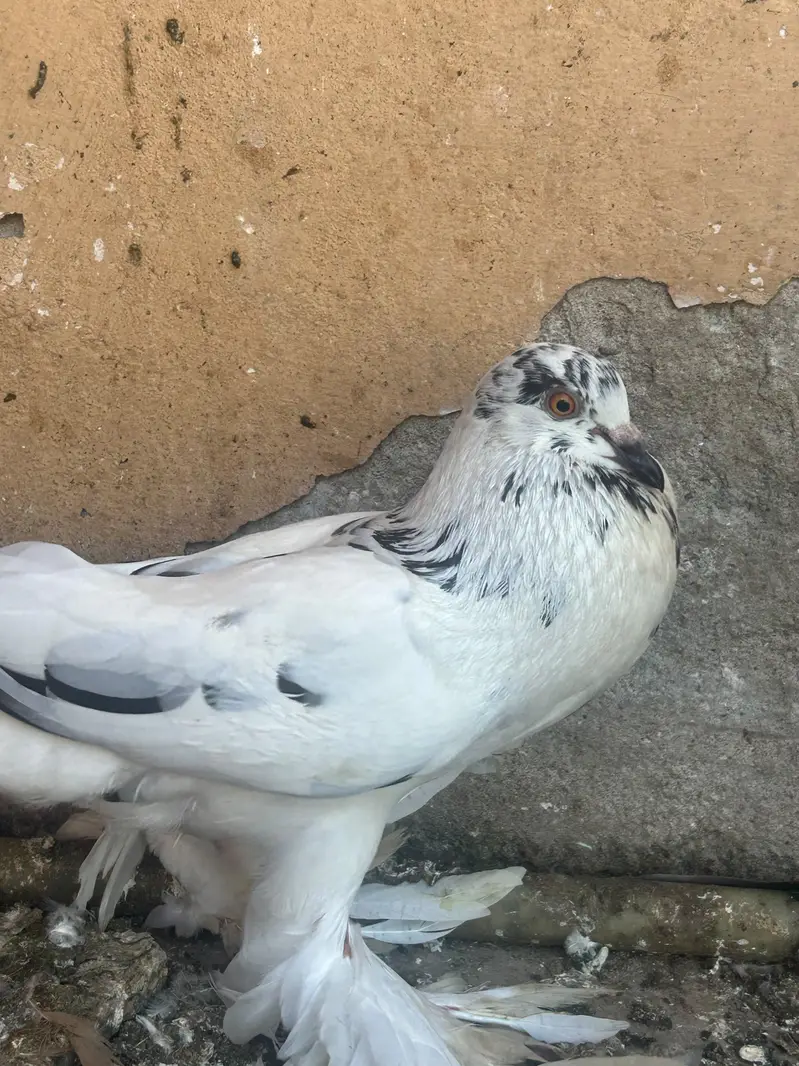 pouter pegion   غبارے کبوتر — photo 7
