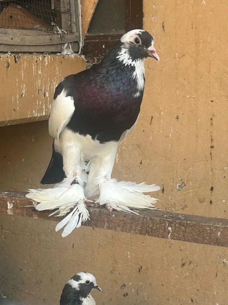 pouter pegion   غبارے کبوتر — photo 8