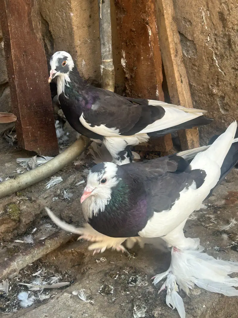 pouter pegion   غبارے کبوتر — photo 9