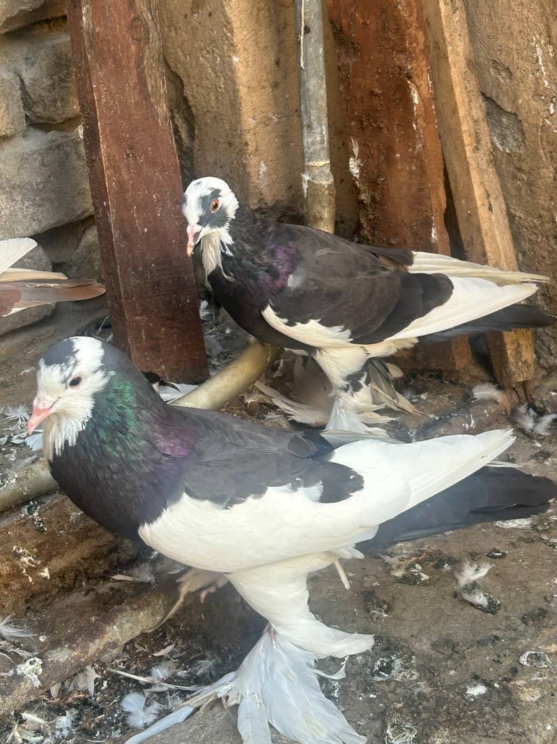 pouter pegion   غبارے کبوتر 9