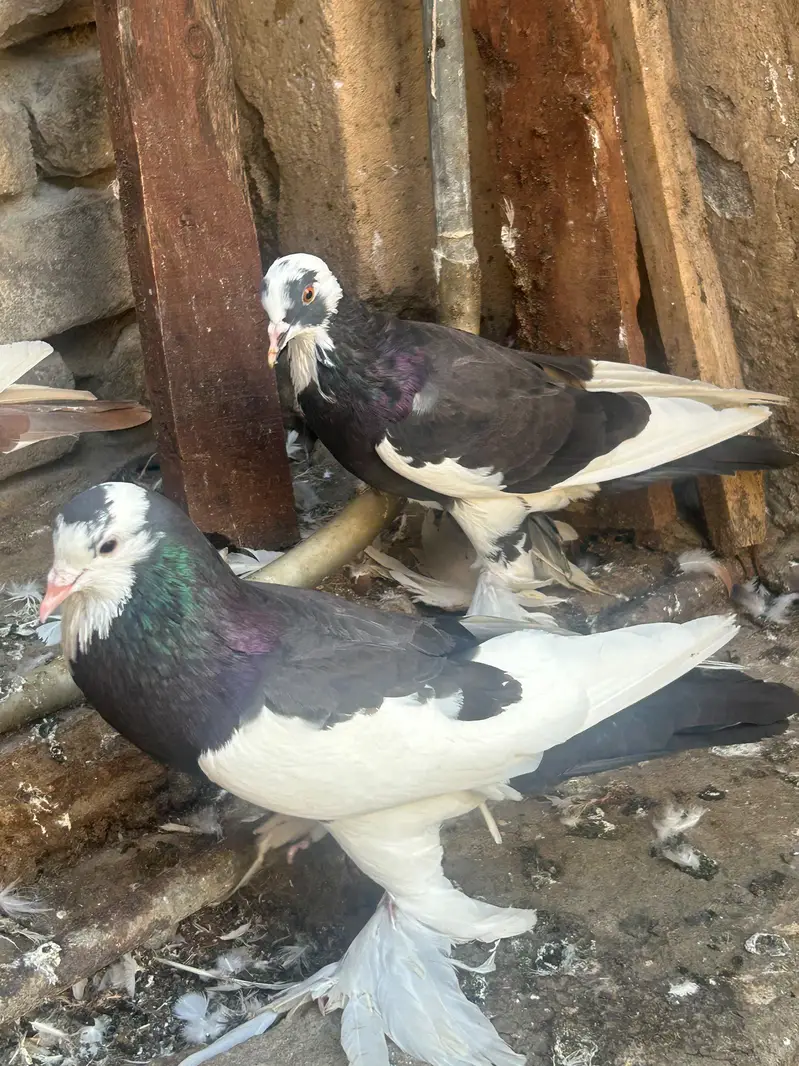 pouter pegion   غبارے کبوتر — photo 10