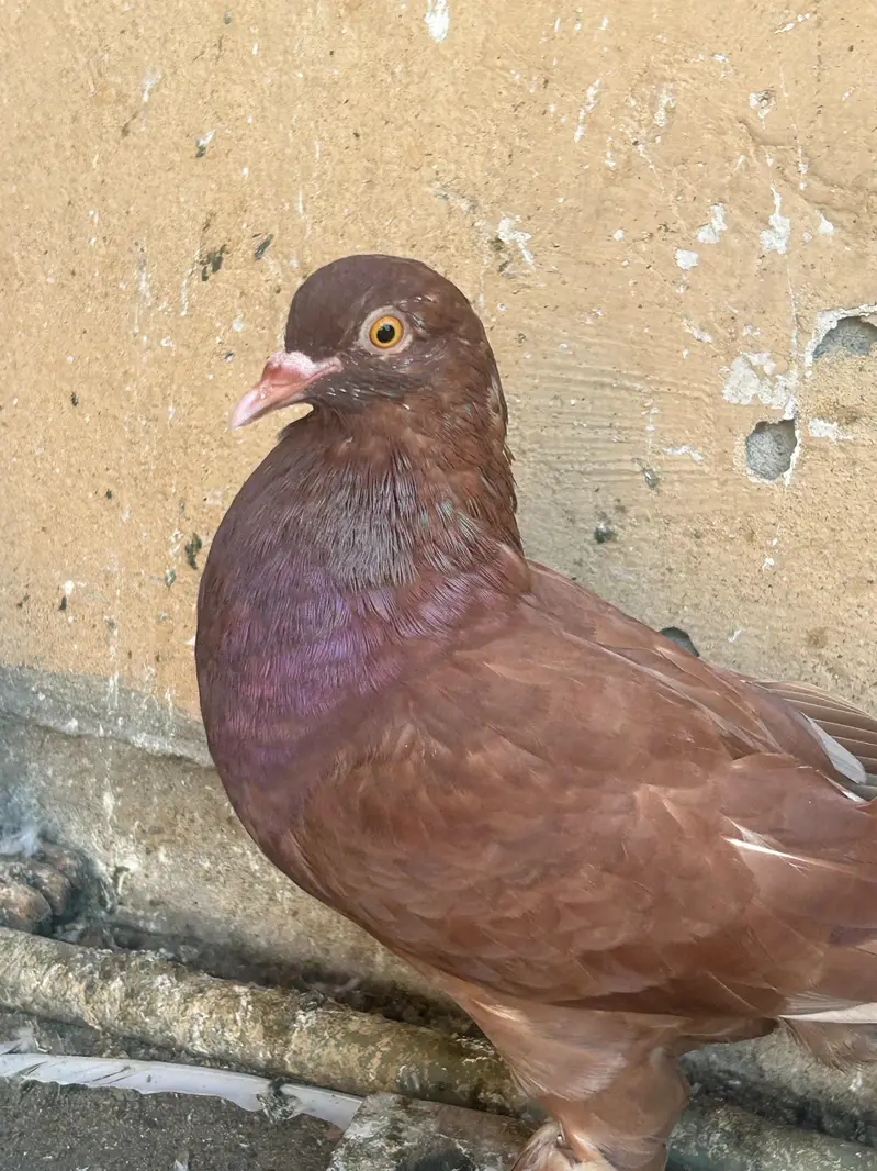 pouter pegion   غبارے کبوتر — photo 11