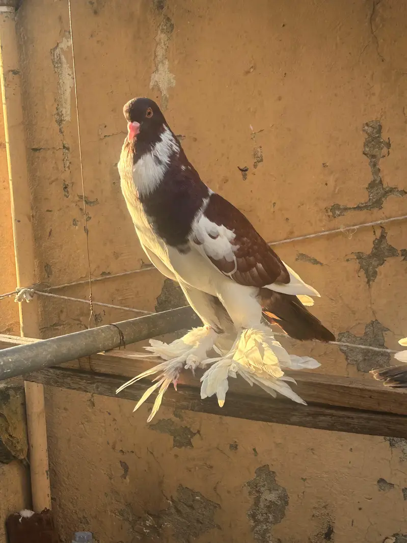 pouter pegion   غبارے کبوتر — photo 12