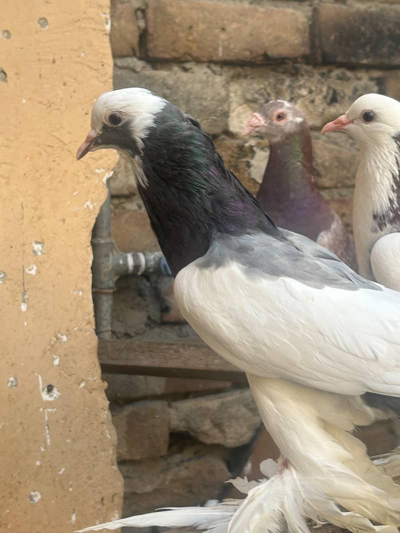 pouter pegion   غبارے کبوتر 12