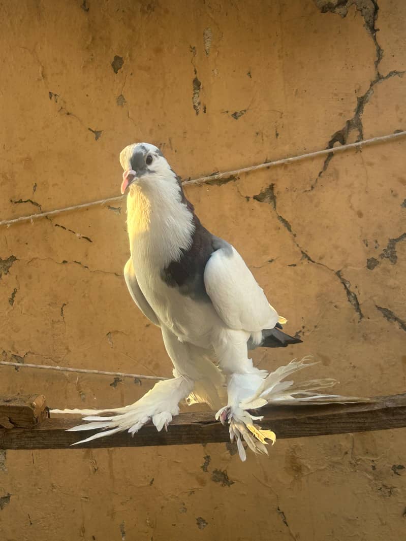 pouter pegion   غبارے کبوتر 13