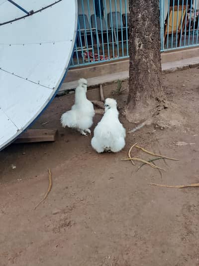 fancy hens
