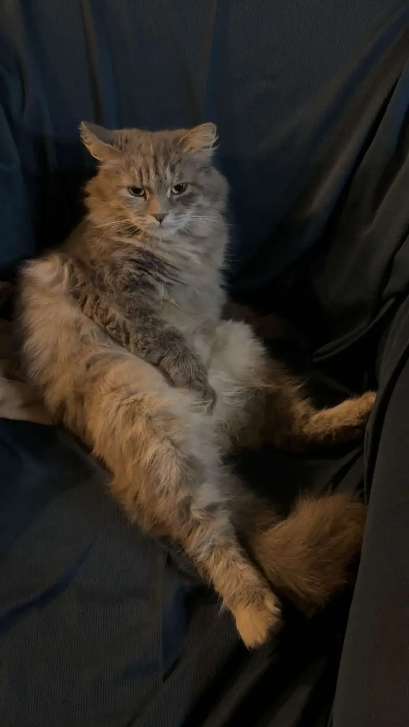 Premium Persian Female Cat | Doll Face | Double Coat | Vaccinated — photo 2
