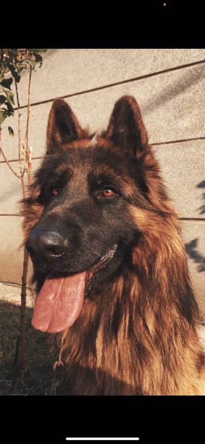 Long coat German Shepherd