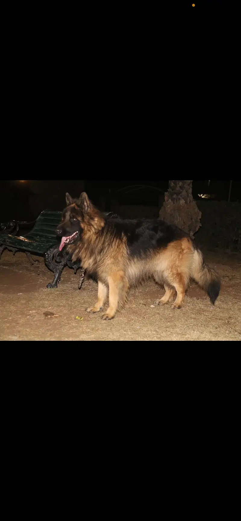 Long coat German Shepherd — photo 2
