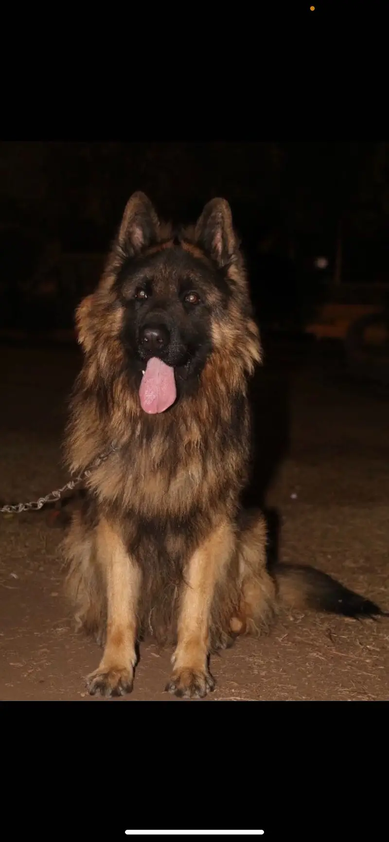 Long coat German Shepherd — photo 3