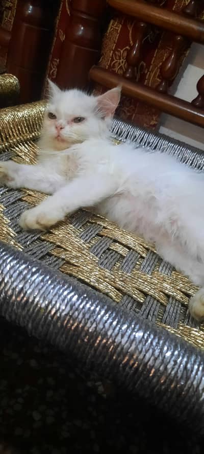 its very playful