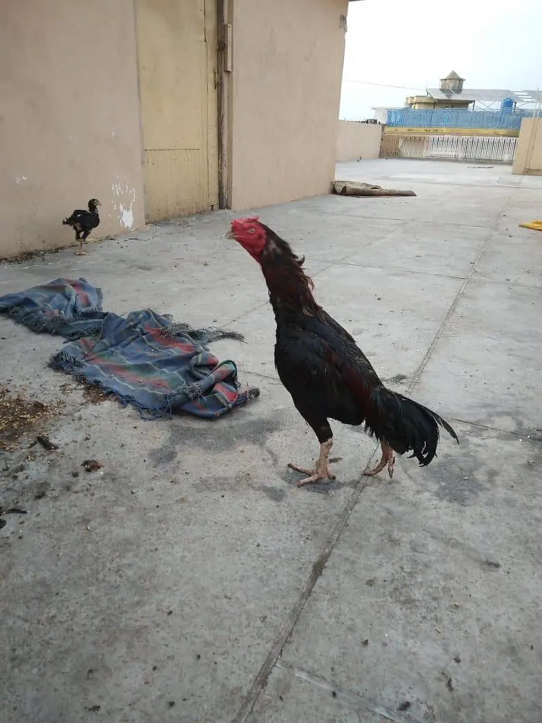2 murghy ik murghi — photo 2