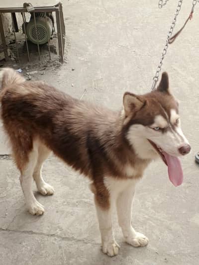 Siberian husky Friendly Dog