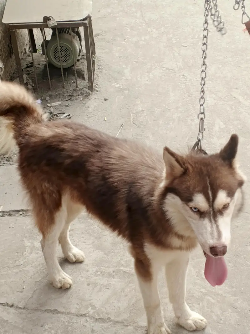 Siberian husky Friendly Dog — photo 2
