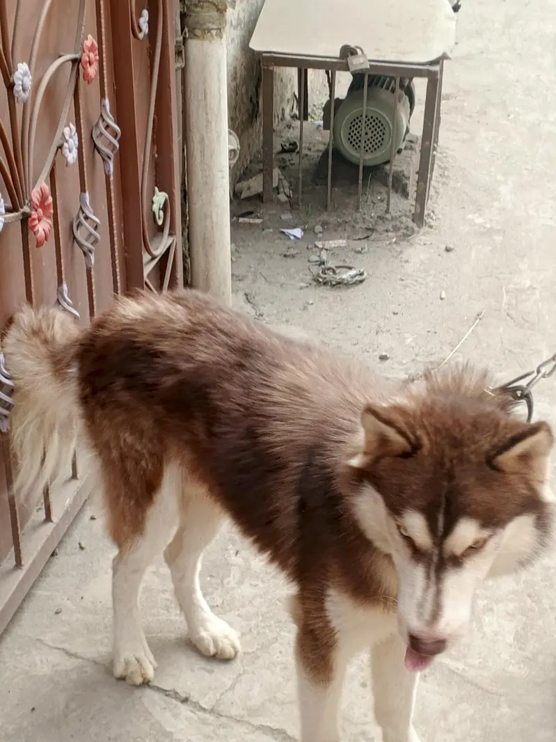Siberian husky Friendly Dog — photo 3
