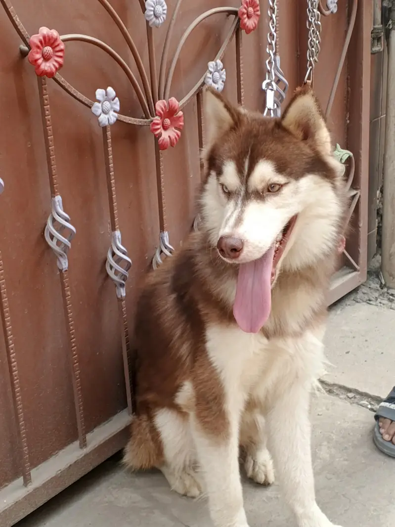 Siberian husky Friendly Dog — photo 4