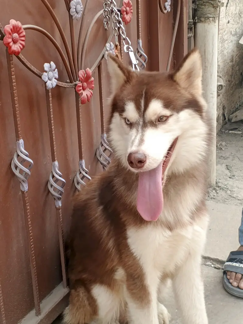 Siberian husky Friendly Dog — photo 5