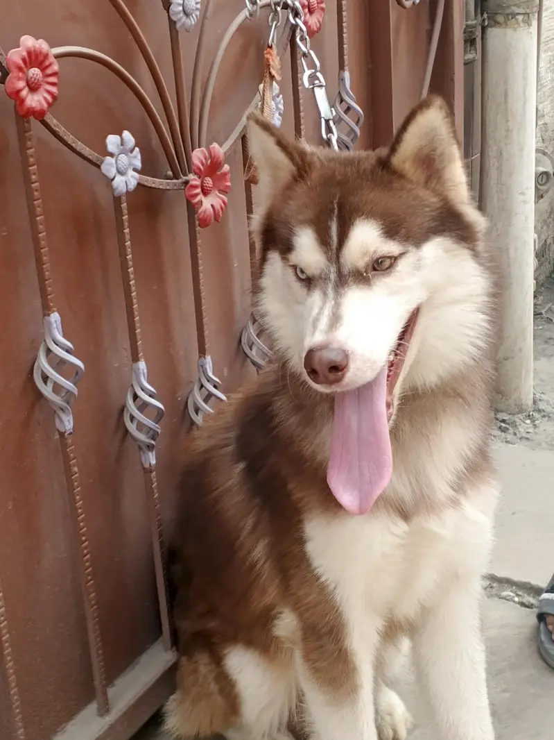 Siberian husky Friendly Dog — photo 6