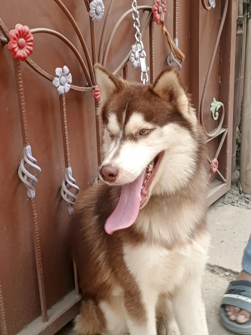 Siberian husky Friendly Dog — photo 7