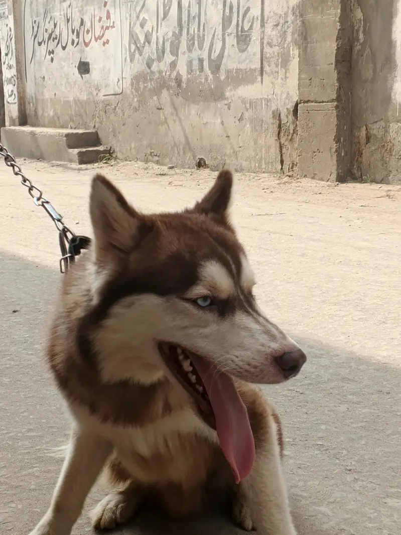 Siberian husky Friendly Dog — photo 8