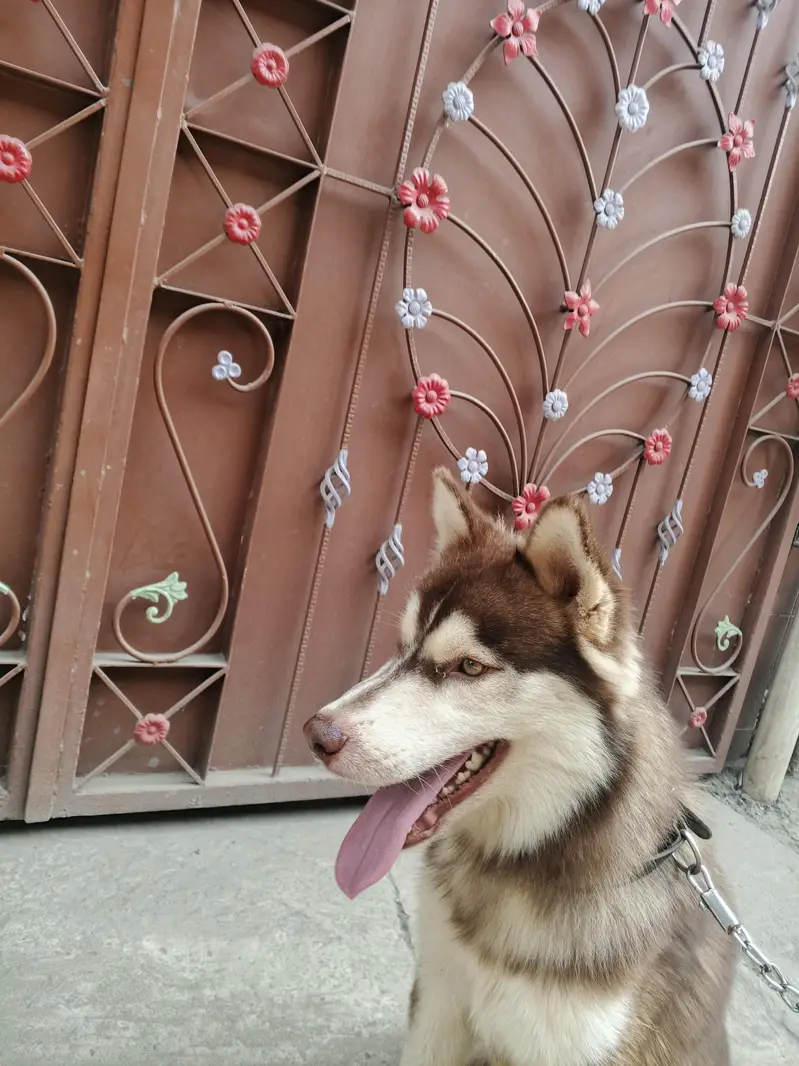 Siberian husky Friendly Dog — photo 9