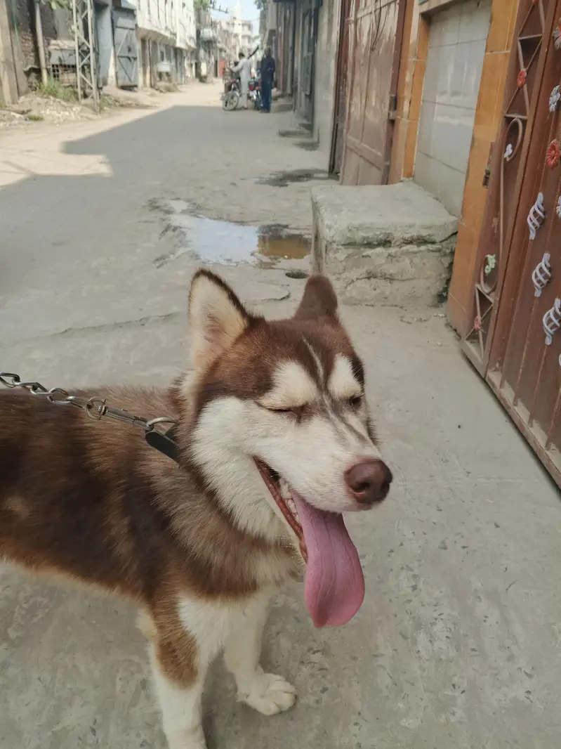 Siberian husky Friendly Dog — photo 10