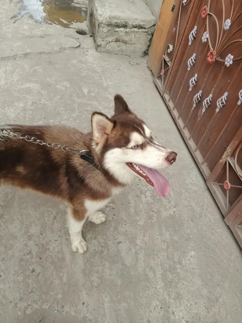 Siberian husky Friendly Dog — photo 11