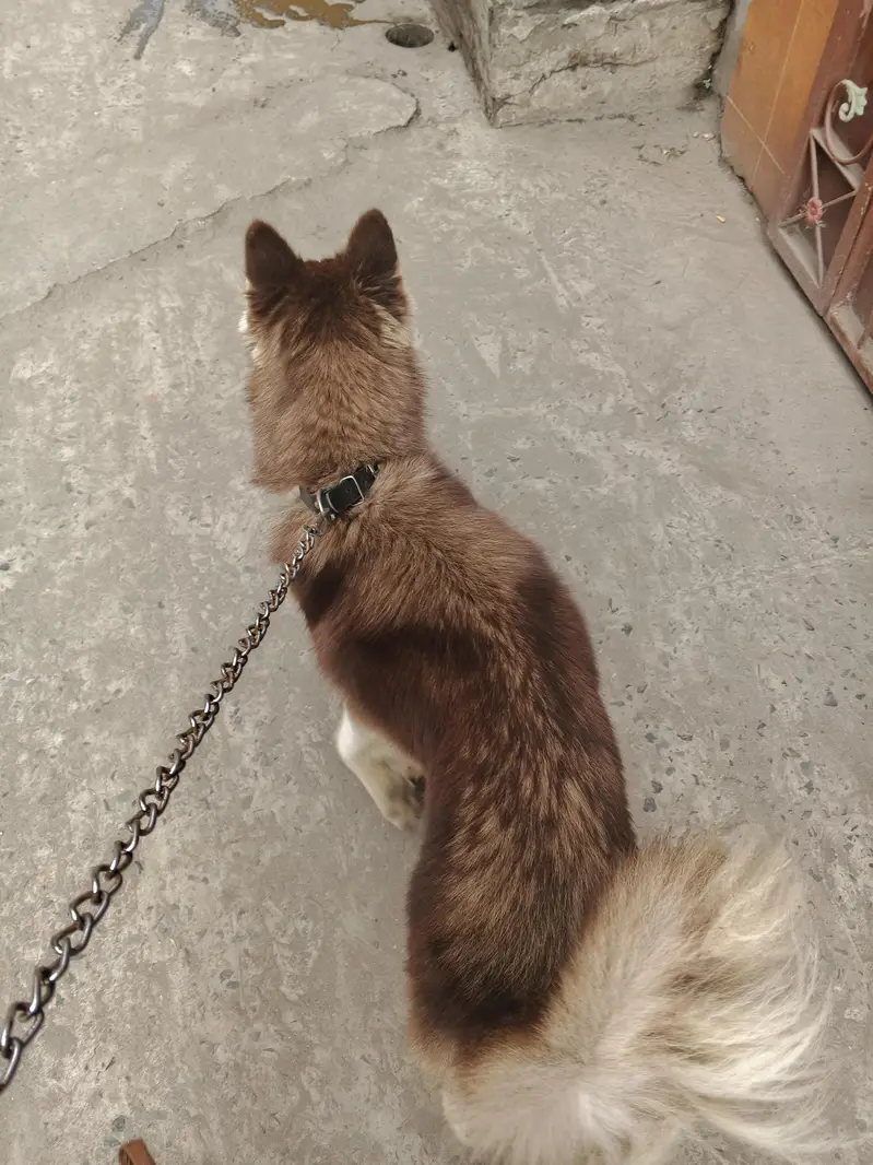 Siberian husky Friendly Dog — photo 12