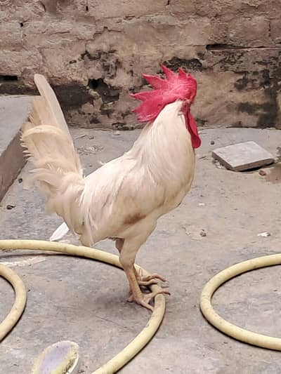 Urgent for sale