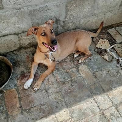 Labra tady dog 0316 5410021