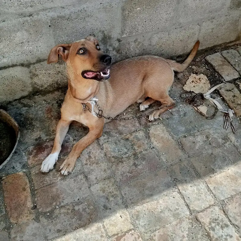Labra tady dog 0316 5410021 — photo 2