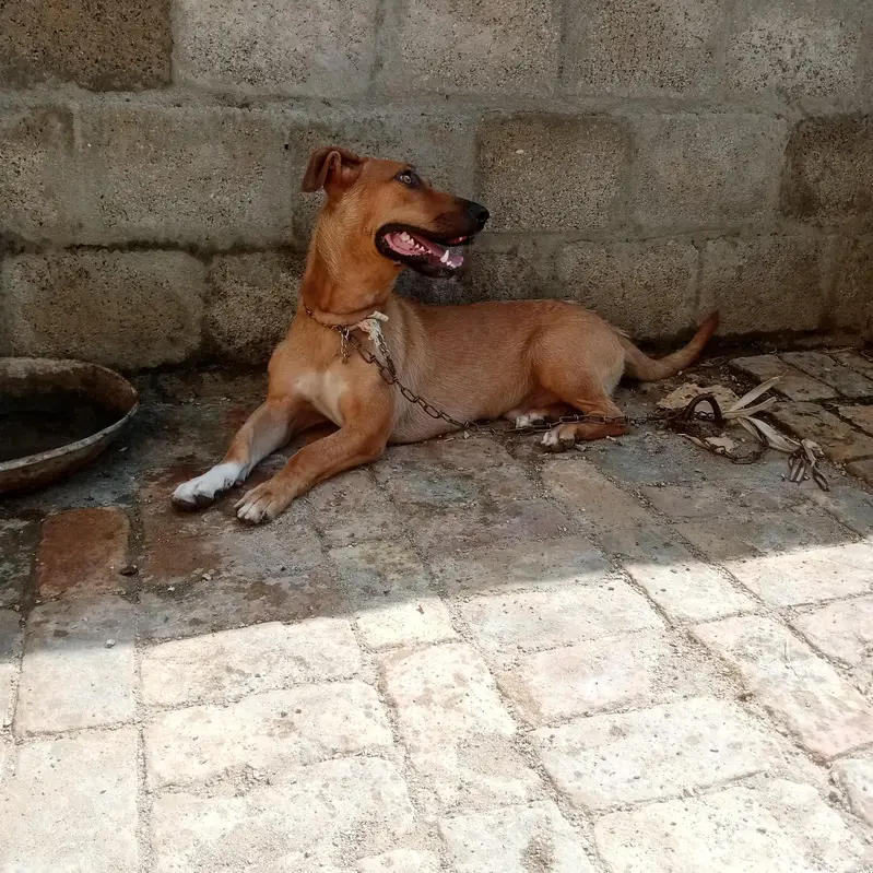 Labra tady dog 0316 5410021 — photo 3